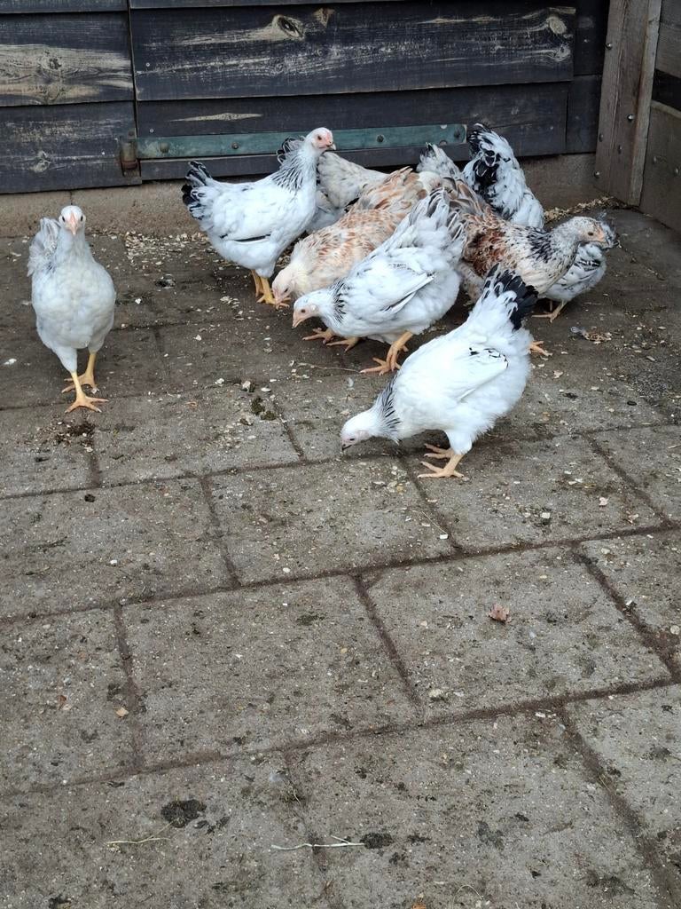 Wyandotte krielen, jonge hennen, Dieren en Toebehoren, Pluimvee, Mannelijk, Kip