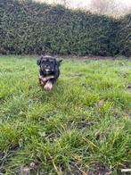 Puppies Maltipoo te koop, Dieren en Toebehoren, Honden | Chihuahua's en Gezelschapshonden, Overige rassen, 8 tot 15 weken, Parvo