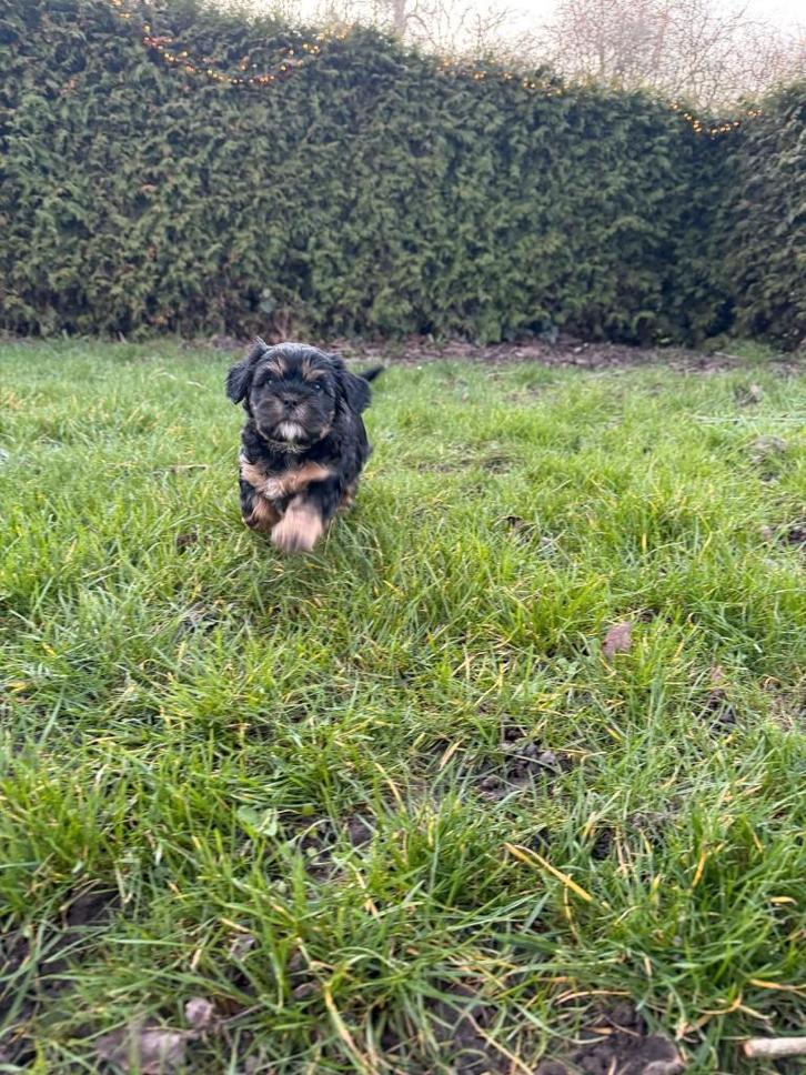 Puppies Maltipoo te koop, Dieren en Toebehoren, Honden | Chihuahua's en Gezelschapshonden, Meerdere dieren, Overige rassen, Particulier