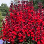 lobelia speciosa starship scarlet, vaste plant, sierplant, Ophalen, Vaste plant, Overige soorten, Volle zon