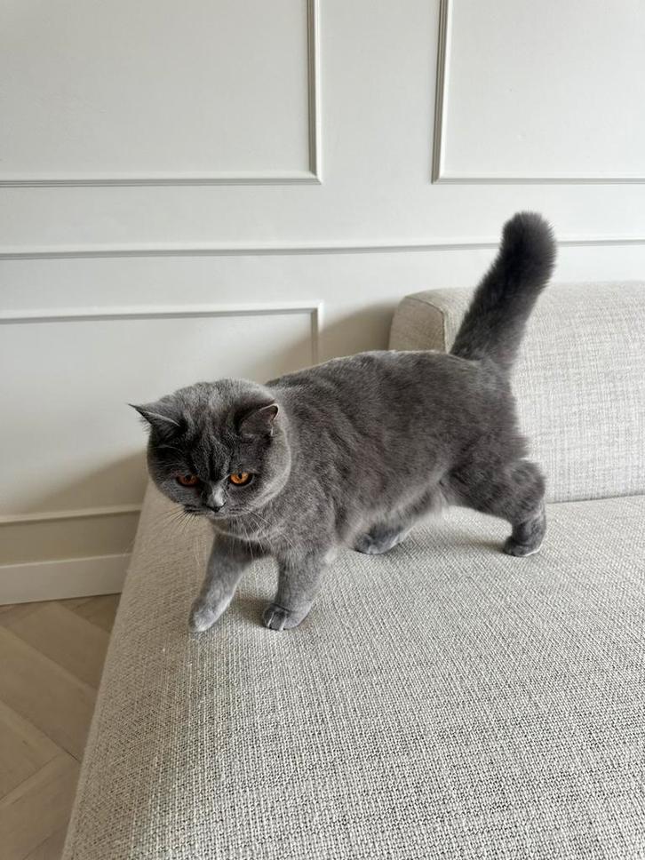 Britse korthaar kitten - 10 maanden, Dieren en Toebehoren, Katten en Kittens | Raskatten | Korthaar, Poes, 0 tot 2 jaar, Ontwormd