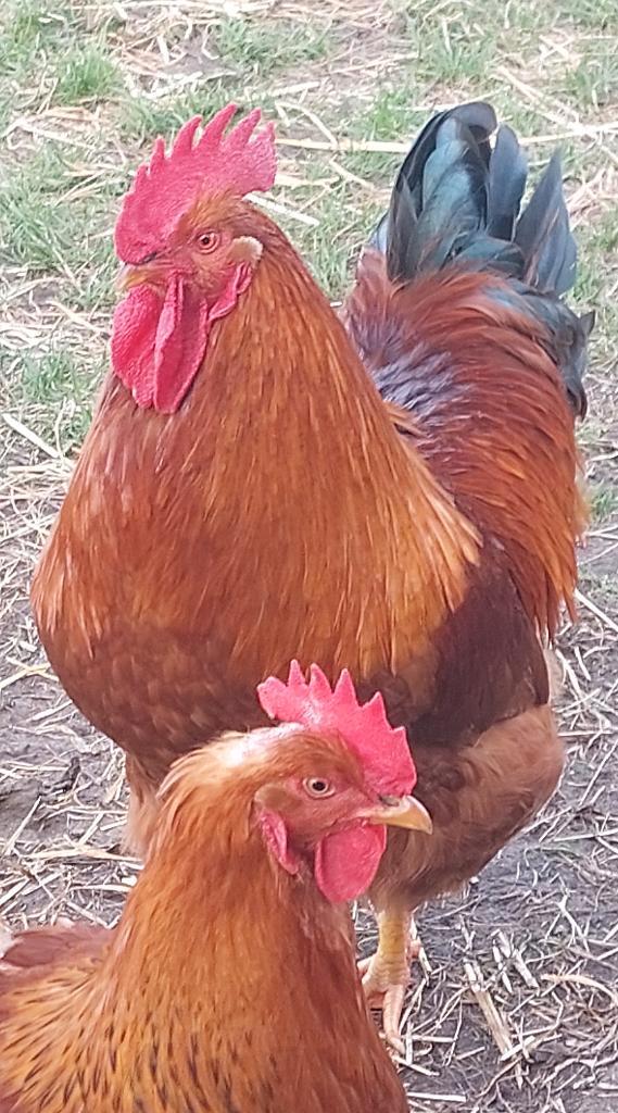 Broedeieren New Hampshire Groot, Dieren en Toebehoren, Pluimvee, Kip, Geslacht onbekend