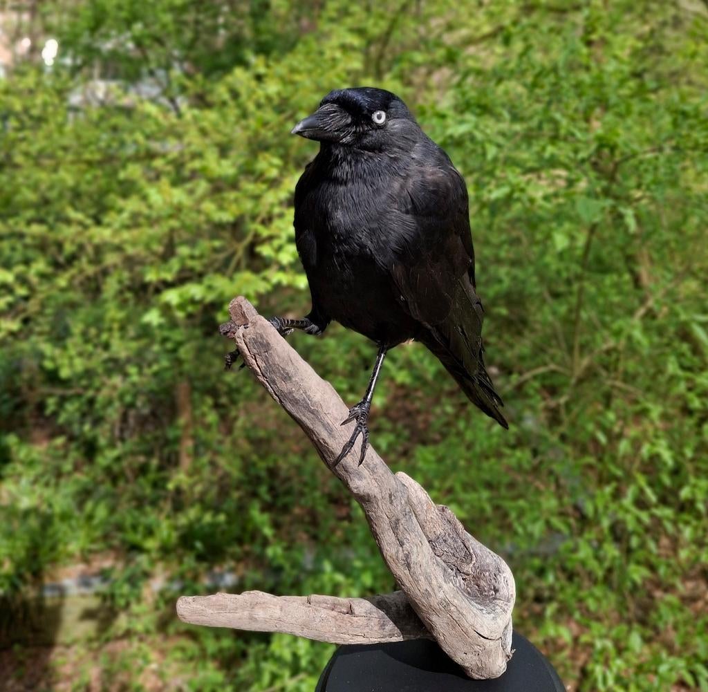 Opgezette kauw (uit schadebestrijding), Verzamelen, Dierenverzamelingen, Ophalen of Verzenden, Nieuw, Vogel, Opgezet dier