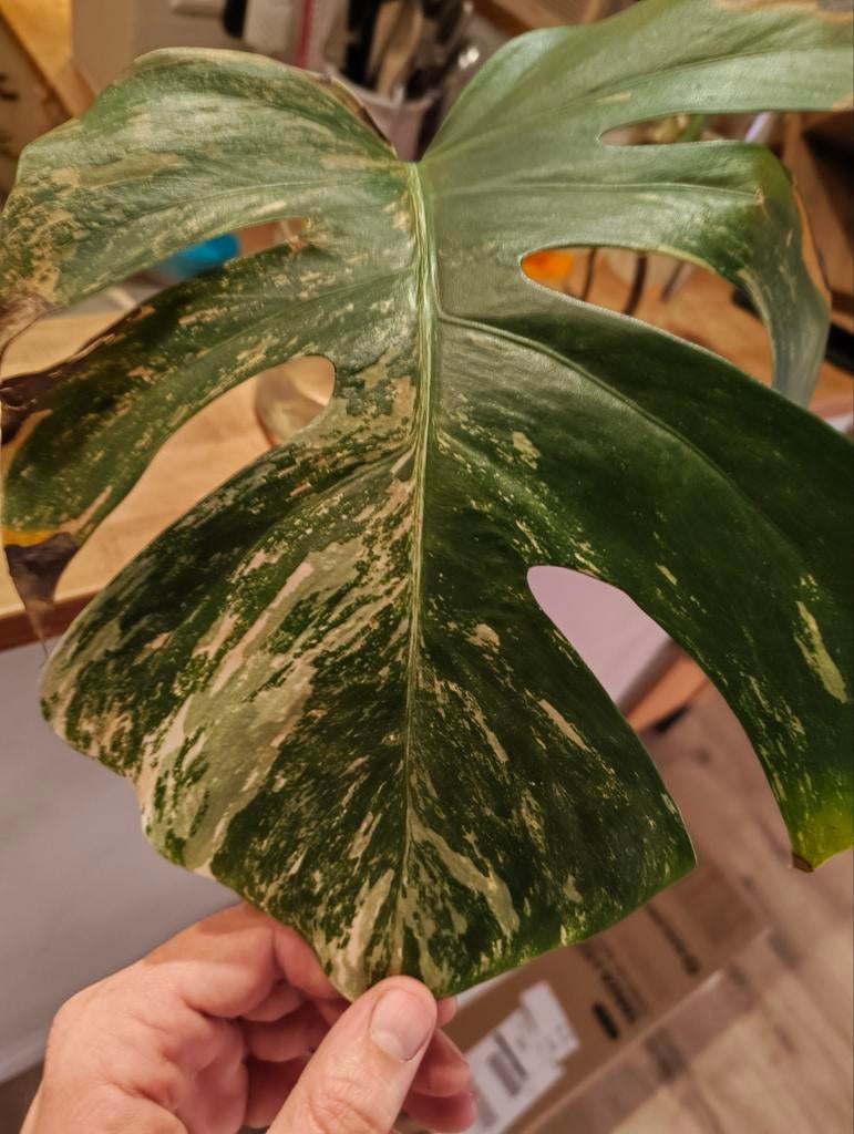 Monstera albo variegata, Huis en Inrichting, Kamerplanten, Ophalen of Verzenden, Halfschaduw, Minder dan 100 cm