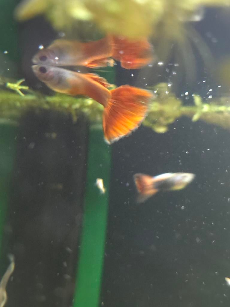Jonge guppy's mix kleuren/maten ( aquarium/vissen/guppy), Vis, Zoetwatervis, Schoolvis