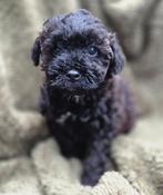 Te koop mooie maltipoo pups  (Dwerg poedel x maltipoo), Parvo, Overige rassen, 8 tot 15 weken, Meerdere