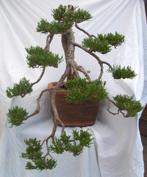 Bonsai 1 : Juniperus Media Gold, Ophalen, Bloeit niet, Halfschaduw, Overige soorten