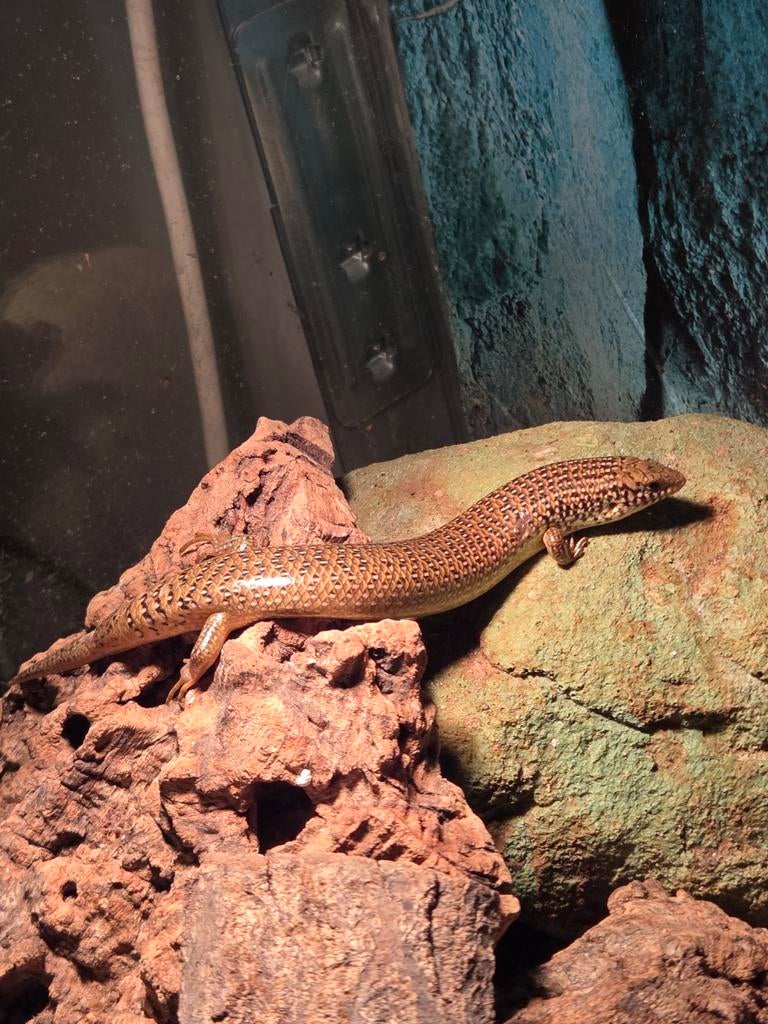 Chalcides ocellatus, Parelskink, Dieren en Toebehoren, 0 tot 2 jaar