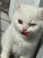 Te koop: Drie prachtige kittens!, Meerdere dieren