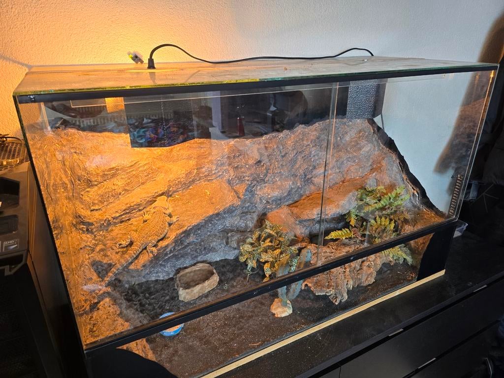 Handtamme baardagaam met terrarium, Dieren en Toebehoren, Ophalen, Gebruikt