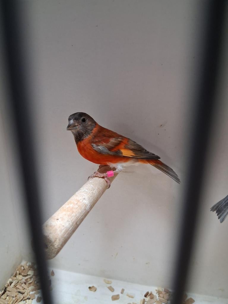 Vele soorten vogels woensdag avond geopend kanarie parkiet, Dieren en Toebehoren, Vogels | Kanaries, Kleurkanarie, Meerdere dieren