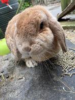 Lieve konijnen zoeken nu een nieuw huisje, Dieren en Toebehoren, Meerdere dieren, Middelgroot, 6 tot 8 jaar