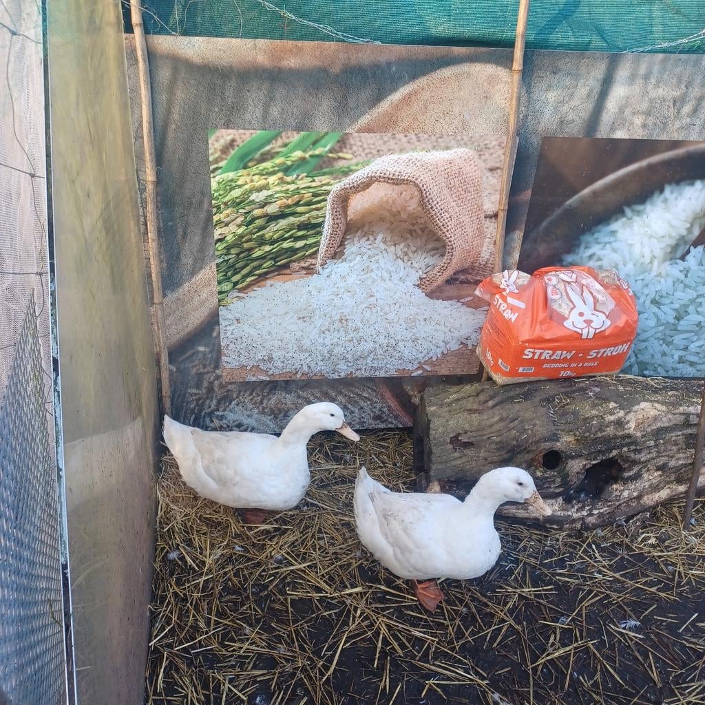 Peking eenden en oud hollandsche kuifeenden broedeieren, Dieren en Toebehoren, Meerdere dieren, Eend