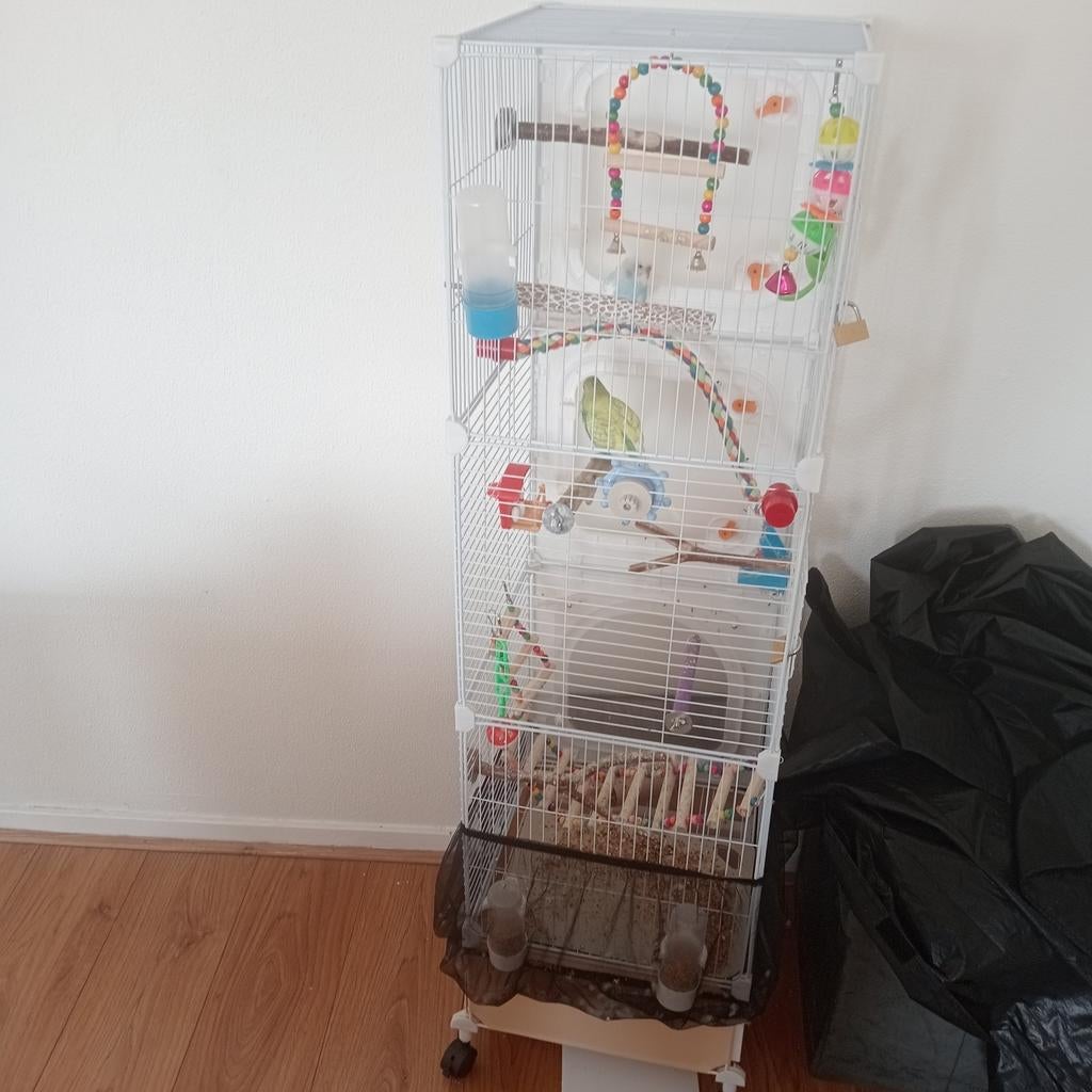 Parkieten met kooi, Dieren en Toebehoren, Vogels | Parkieten en Papegaaien, Meerdere dieren, Parkiet