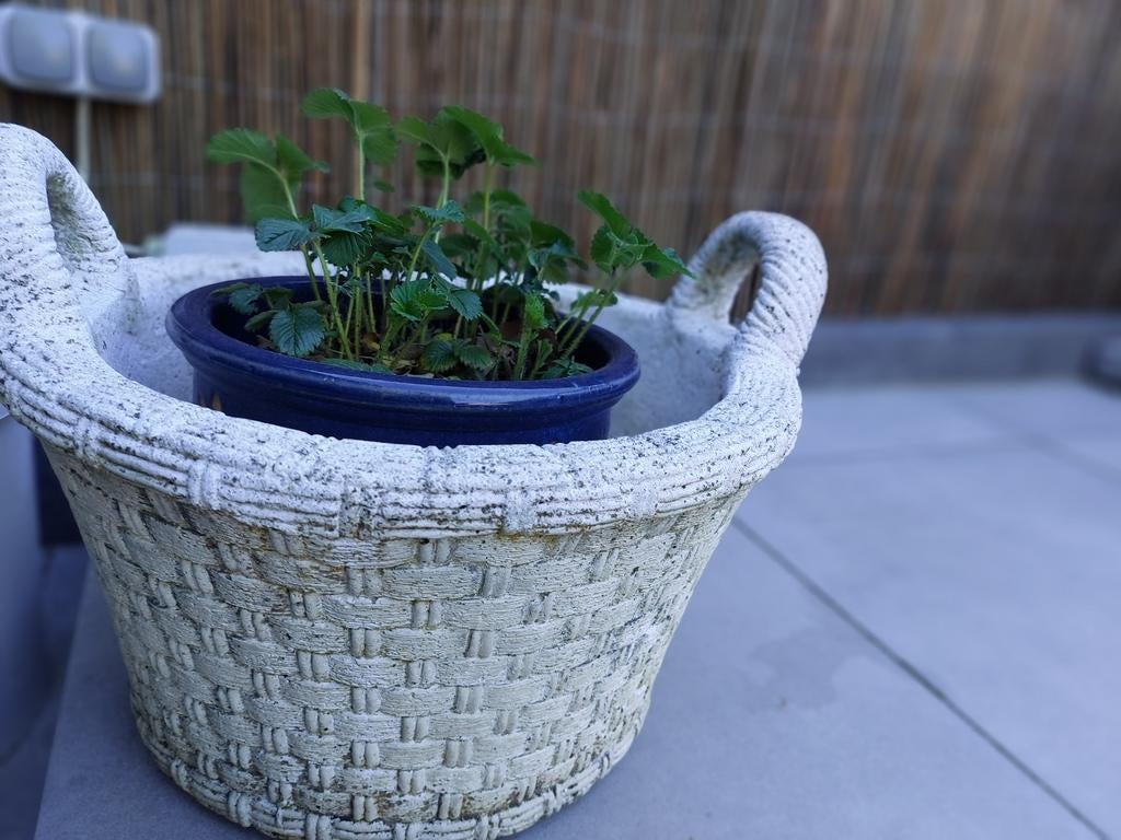 Betonnen bloempot model fruitmand, Ophalen, Gebruikt, Minder dan 30 cm, Minder dan 60 cm