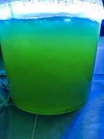 Phytoplankton Tetramelsis suecica, Ophalen of Verzenden, Nieuw