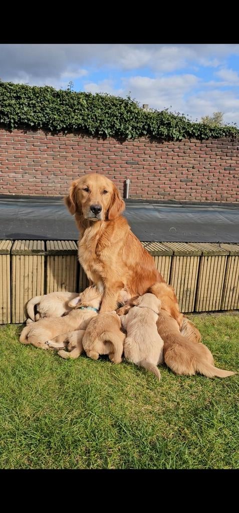 Goudkleurige Golden Retriever puppy's, Dieren en Toebehoren, Honden | Retrievers, Spaniëls en Waterhonden, Golden retriever, Parvo