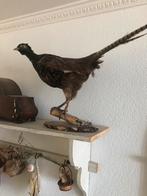 Oude taxidermie fazant, Ophalen of Verzenden, Zo goed als nieuw, Opgezet dier