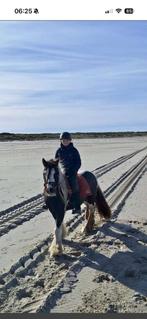 Lease / verzorgpaard gezocht, Ophalen of Verzenden