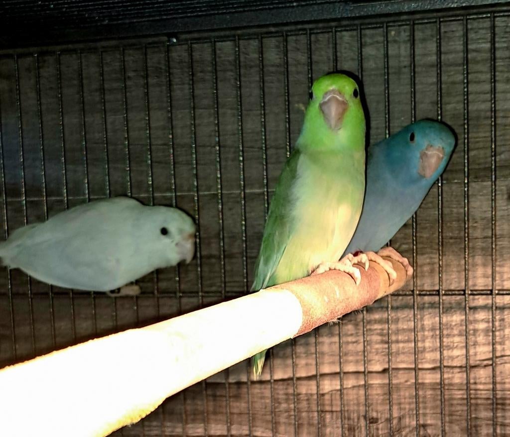 Forpus, Meerdere dieren, Parkiet