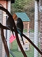 Gras parkiet, Mannelijk, Parkiet