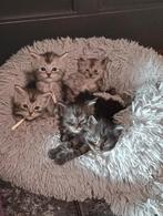 Maine Coon kittens, Meerdere dieren, Gechipt, 0 tot 2 jaar
