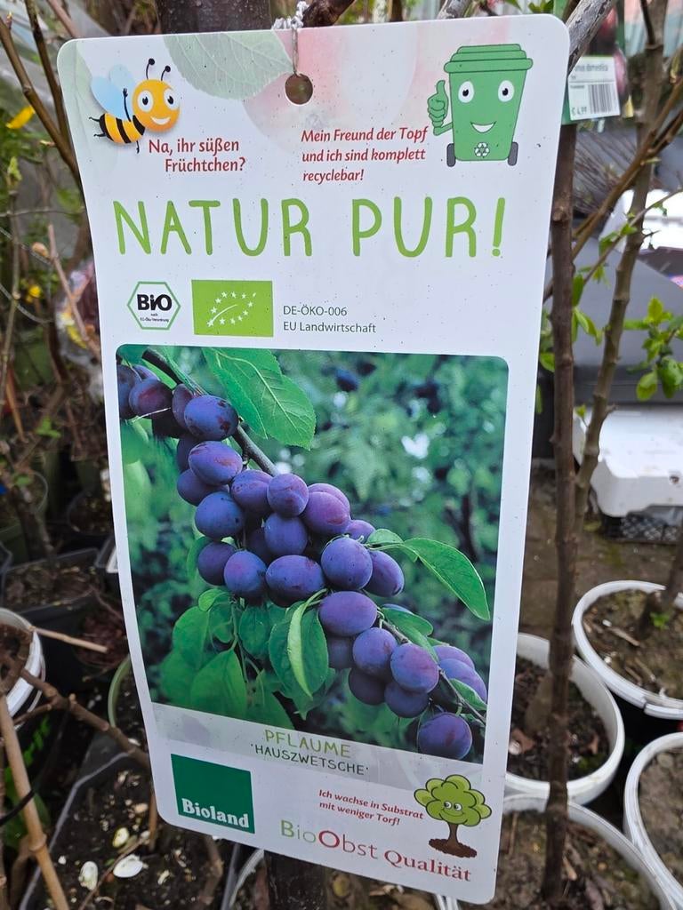 pruimenboom, Tuin en Terras, Ophalen, Volle zon