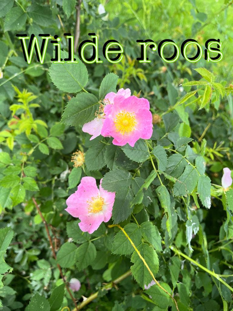 Wilde roos, grote struik rosa canina  inheemse plant, Ophalen, Overige soorten, Struik, Minder dan 100 cm