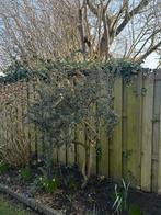 Darwin zuurbes gratis, Ophalen, Volle zon, Overige soorten