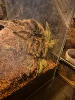 Krulhaartje incl terra