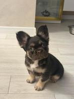 Uniek in Nederland fluffy chocolate tan franse bulldog pup, Particulier, Reu, 8 tot 15 weken, Buitenland