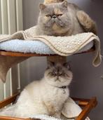 Exotic korthaar, Dieren en Toebehoren, Poes, Met stamboom, 0 tot 2 jaar