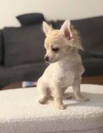 Prachtige Chihuahua reutje pup te koop, Dieren en Toebehoren, Honden | Chihuahua's en Gezelschapshonden, België, Particulier, Reu