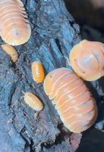 Troglodillo sp "crabby", Dieren en Toebehoren, Overige soorten