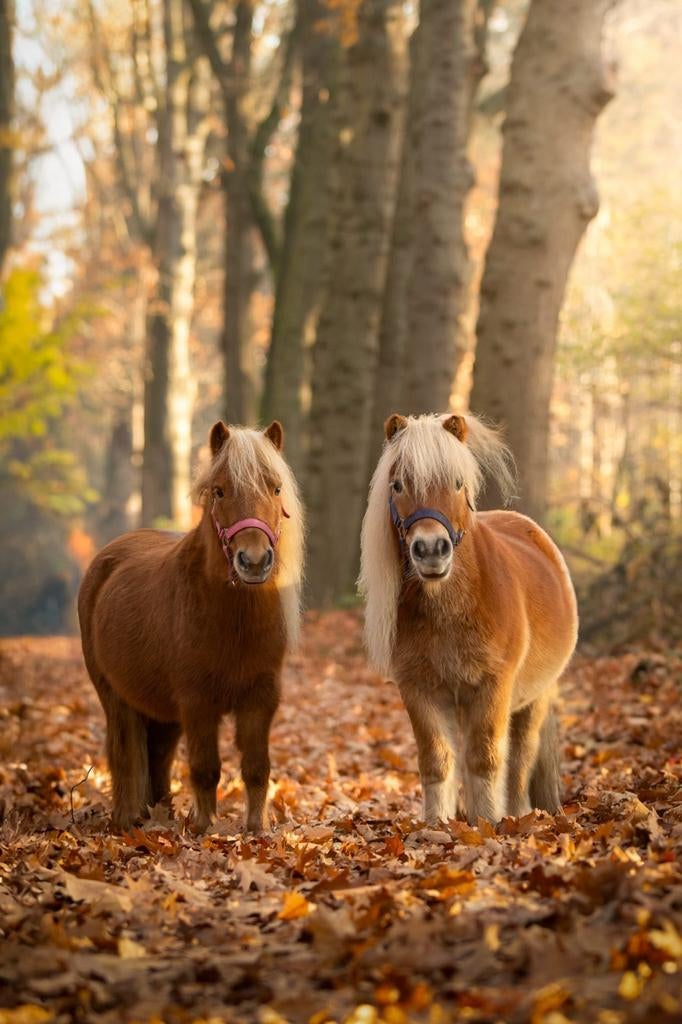 24/7 buiten stalling gezocht, Dieren en Toebehoren