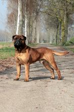 Bullmastiff Dekreu, Reu, Parvo, Meerdere, 3 tot 5 jaar