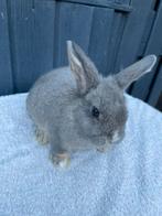Jong konijn blauwgrijs, Dieren en Toebehoren, Konijnen, Mannelijk, Dwerg
