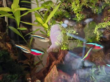 9Hyphessobrycon herbertaxelrodi Zwarte neon Koidream Valburg beschikbaar voor biedingen