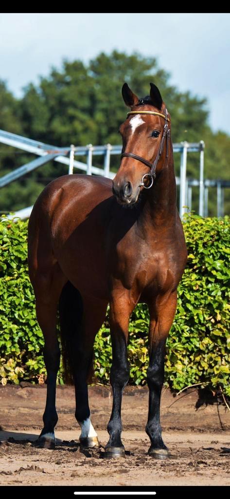 6 jarige sympatieke ruin, Dieren en Toebehoren, Paarden, Ruin, 3 tot 6 jaar, Dressuurpaard