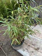 Bamboe planten in emmer, Bamboe, Struik, Ophalen, 100 tot 250 cm