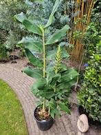 Siergember Hedychium, Tuin en Terras, Planten | Tuinplanten, Volle zon, Vaste plant, Zomer, Ophalen