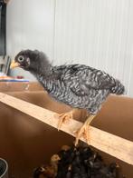 Amrock (groot) hanen te koop, Mannelijk, Kip
