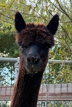 Alpaca hengstje, Dieren en Toebehoren, Juni, Mannelijk