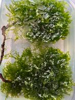 Levermos, Dieren en Toebehoren, Vissen | Aquaria en Toebehoren, Ophalen, Zo goed als nieuw, Plant(en), Steen of Hout