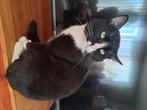 Katers zoeken een huisje, Dieren en Toebehoren, Katten en Kittens | Overige Katten, Kater, Kortharig, 0 tot 2 jaar