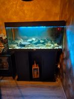 Juwel 180 aquarium compleet met Malawi en dolfijn cichliden, Dieren en Toebehoren, Ophalen, Zo goed als nieuw, Gevuld zoetwateraquarium