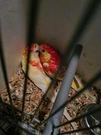 Koppel rubino roodruggen, Dieren en Toebehoren, Vogels | Parkieten en Papegaaien, Meerdere dieren, Parkiet