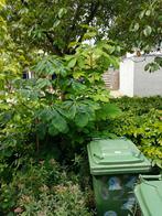 Kastanjeboom 1.80m gratis af te halen, Tuin en Terras, Planten | Bomen, Ophalen, Volle zon, Overige soorten, 100 tot 250 cm