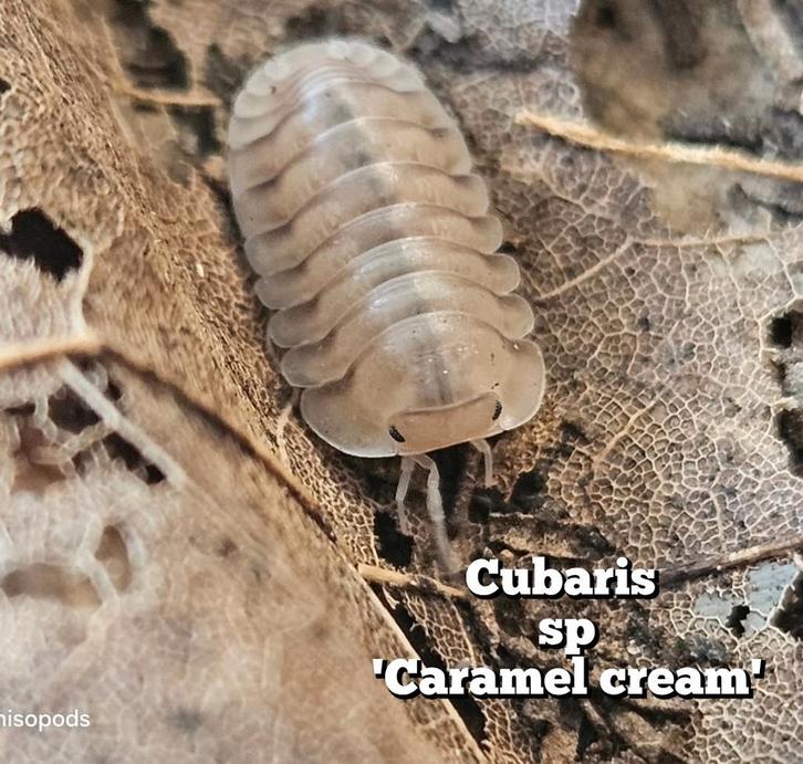 Cubaris sp 'Caramel cream', Dieren en Toebehoren, Insecten en Spinnen, Overige soorten