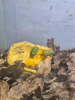 Insecten/reptielen opvang/oppas, Schildpad, 0 tot 2 jaar